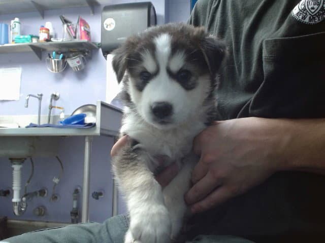 Cherry - Australian Cattle Dog/Blue Heeler