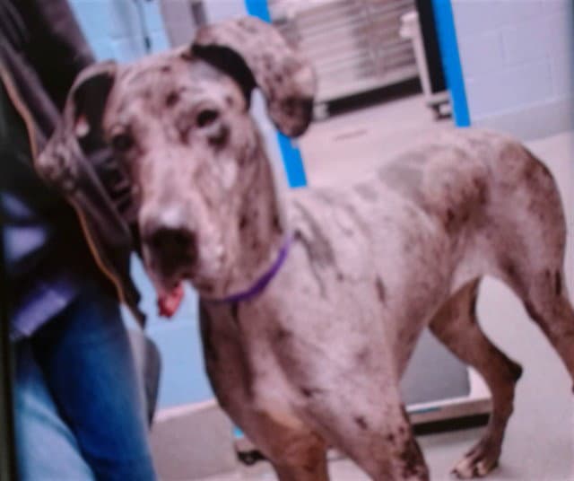 Ariat - Great Dane