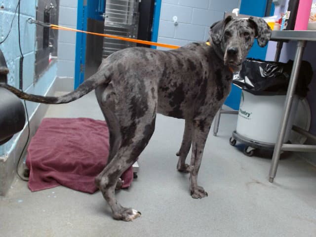 Ariat - Great Dane
