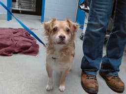 Winston image 1