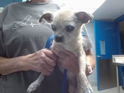 Chica image 1