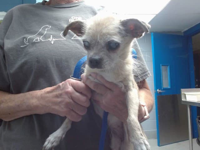 Chica - Chihuahua