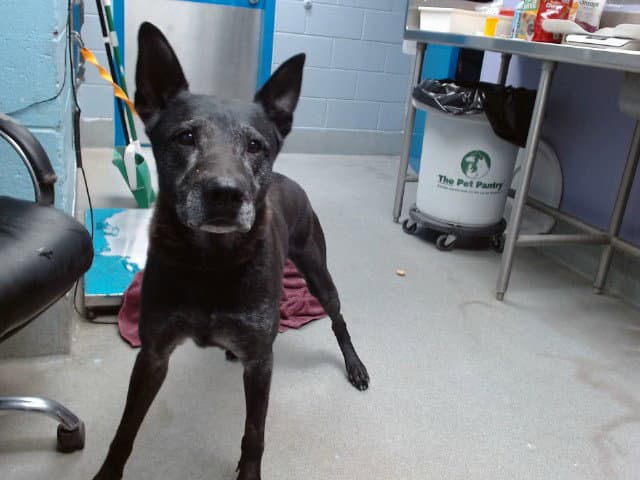 Buddy - German Shepherd Dog