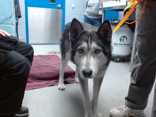 Max - Husky