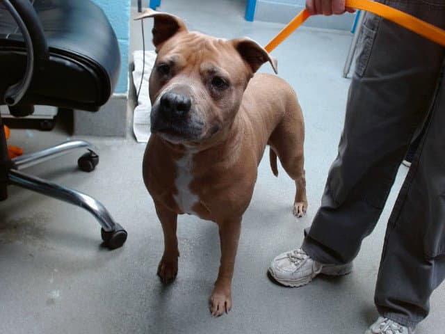 Zena - American Pit Bull Terrier