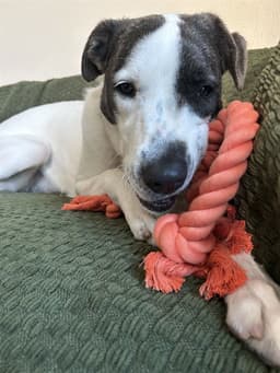 Chloe image 1