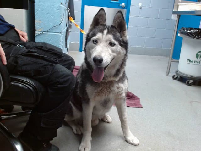 Rascal - Husky