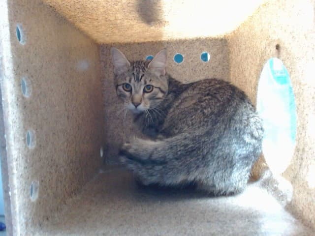 Motorola - Domestic Short Hair