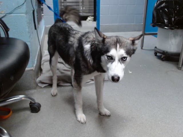 Selene - Siberian Husky