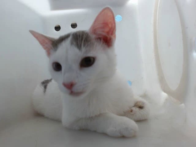 Nicolette - Domestic Short Hair