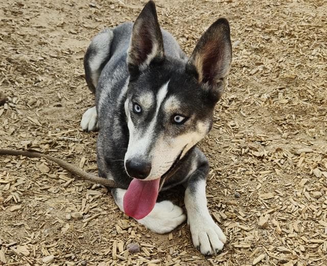 Thor - Husky