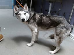 Freya image 1