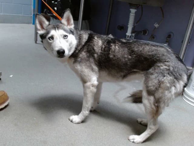 Freya - Husky