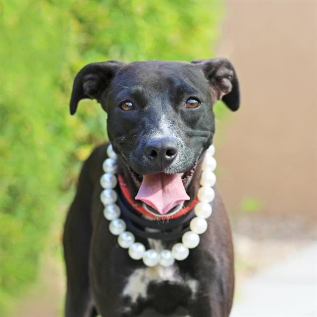 Chispa - Pit Bull Terrier