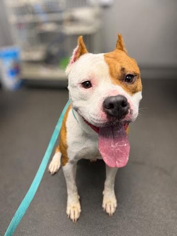 King - American Pit Bull Terrier
