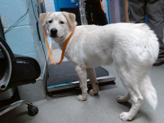 Shadow - Great Pyrenees