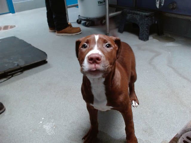 Linda - American Pit Bull Terrier