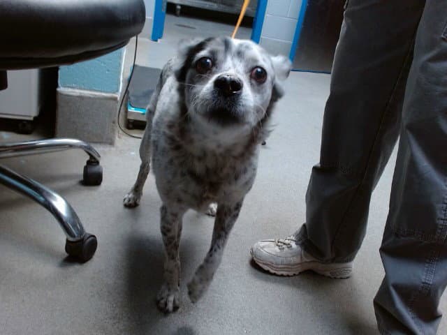 Apollo - Queensland Heeler