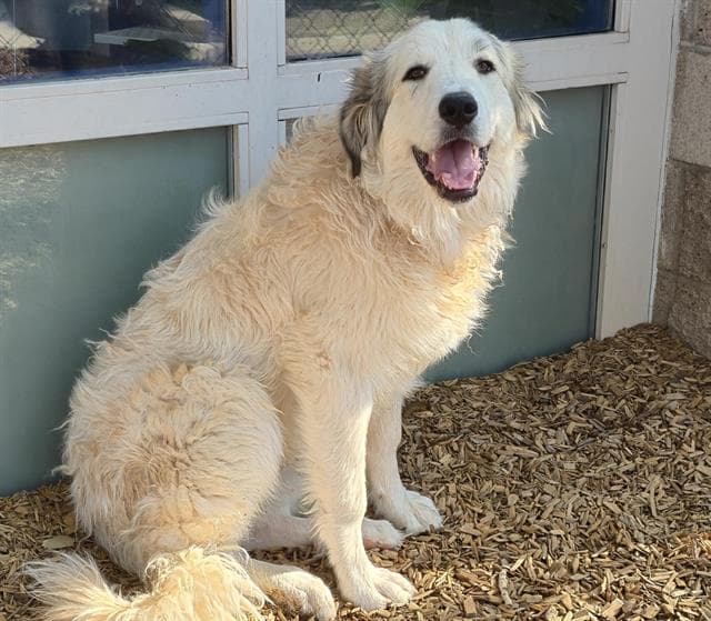 Cirrus - Great Pyrenees