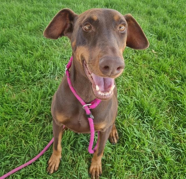 Pink - Doberman Pinscher