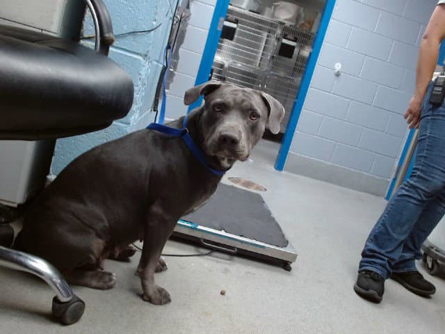 Sassy - Pit Bull Terrier