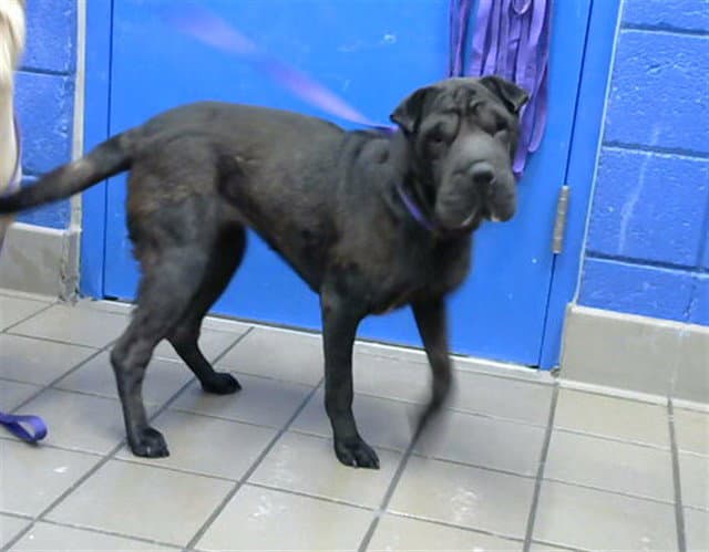 Wilma - Chinese Shar-Pei