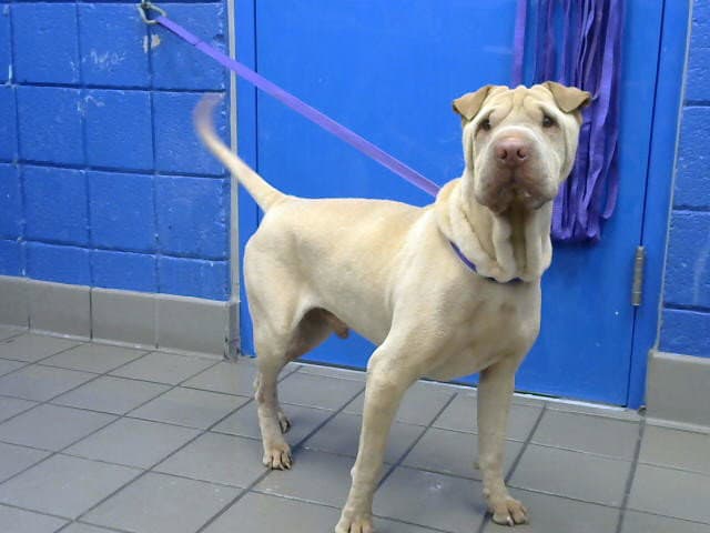 Fred - Chinese Shar-Pei