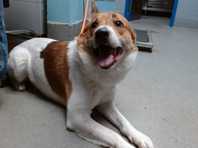 Severance - Australian Cattle Dog/Blue Heeler