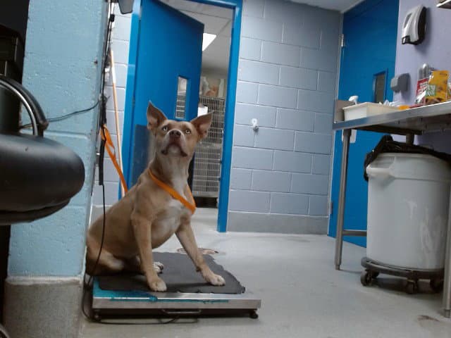 Tanny - Pit Bull Terrier