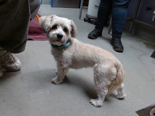Poppy - Lhasa Apso