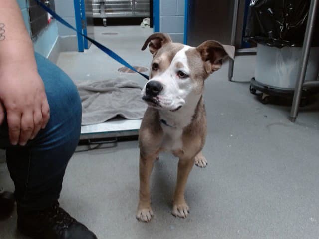 Azula - American Pit Bull Terrier