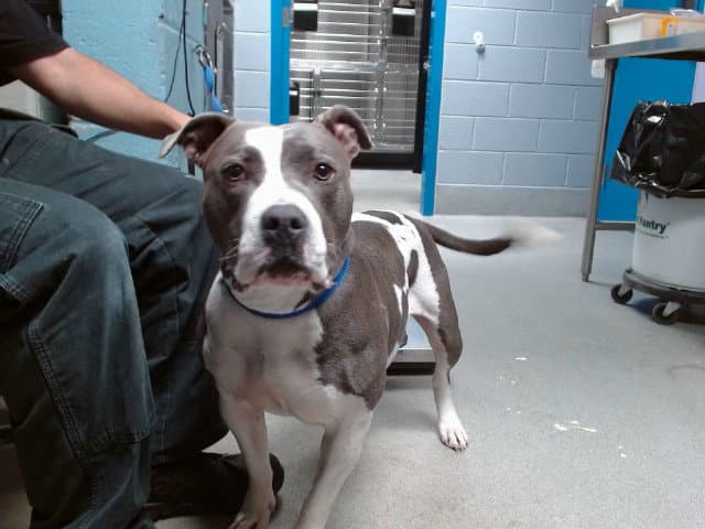 Rachel - American Bulldog