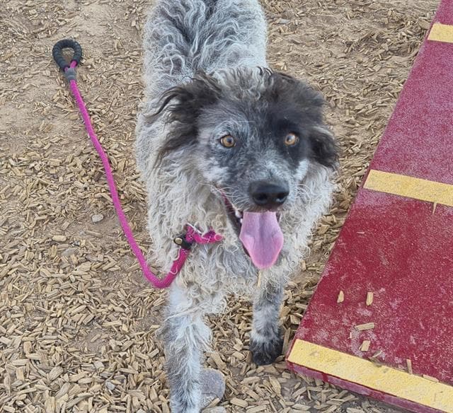 Gem - Australian Cattle Dog/Blue Heeler