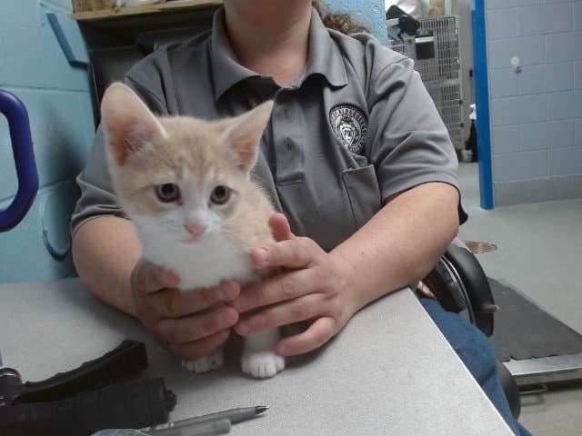 Aang - Domestic Short Hair