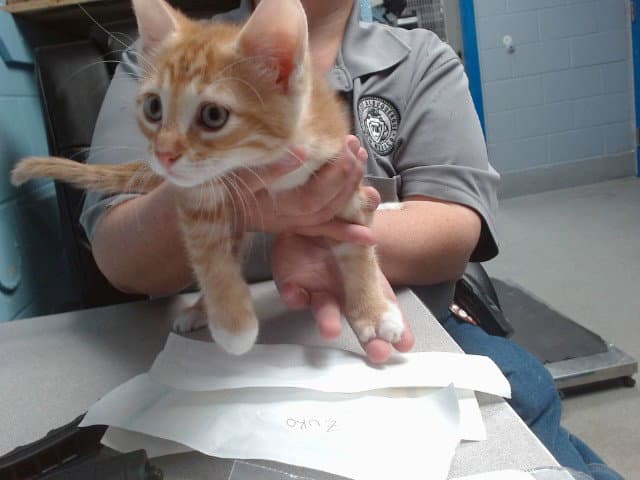 Zuko - Domestic Short Hair