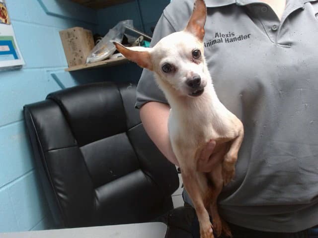 Minnie - Chihuahua