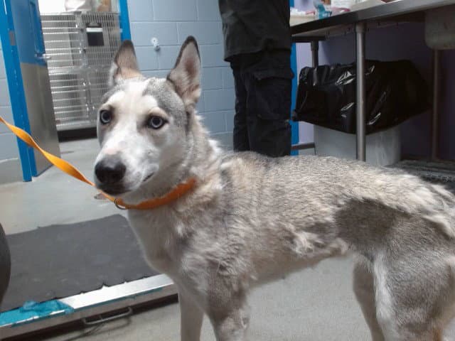 Sali - Husky