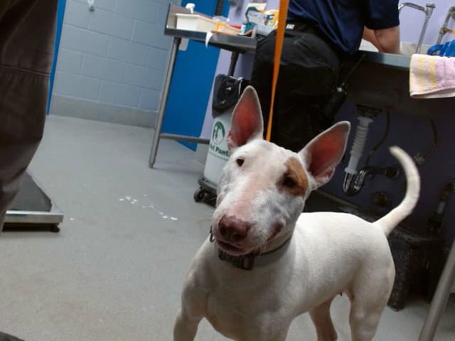Daisy - Bull Terrier
