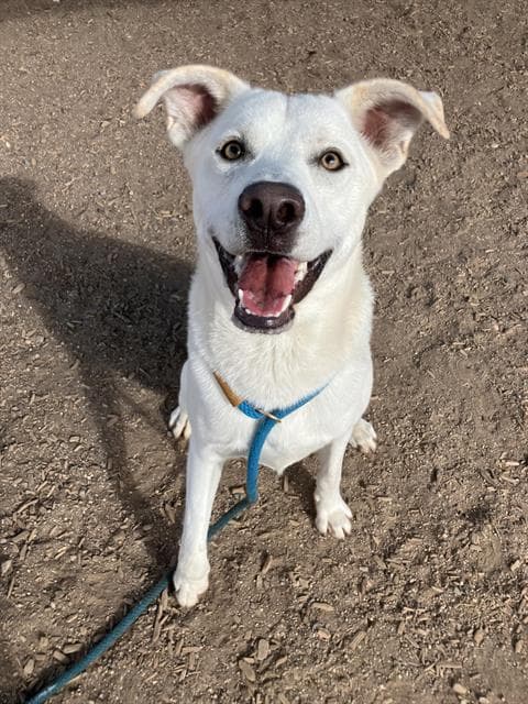 Cooper - Labrador Retriever
