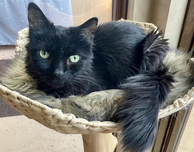 Acorn - Domestic Long Hair