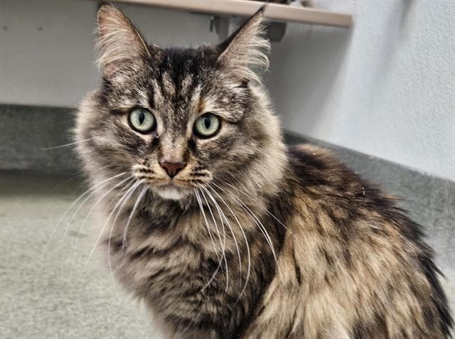 Muffin - Domestic Long Hair