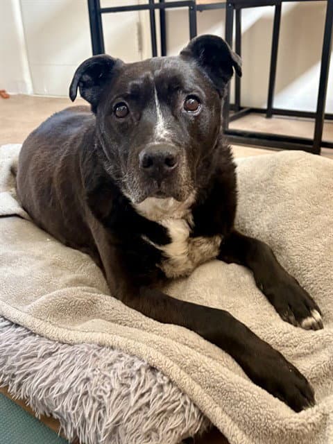 Bully - American Pit Bull Terrier