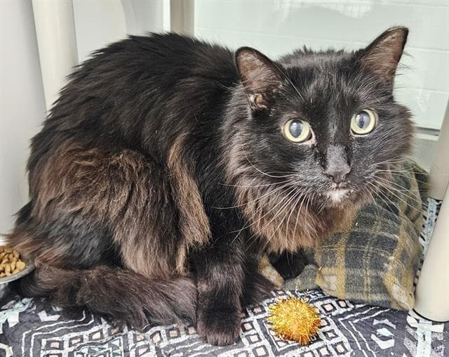 Chino - Domestic Long Hair
