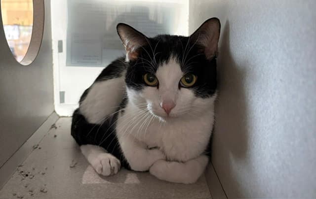 Marcus - Domestic Short Hair