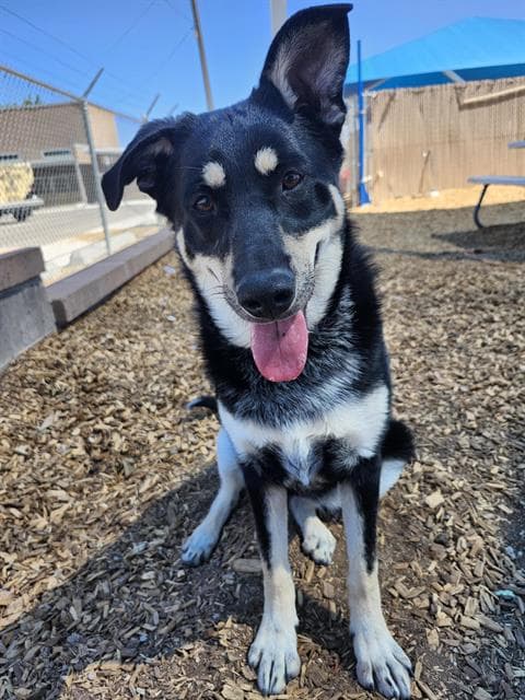 Raven - German Shepherd Dog