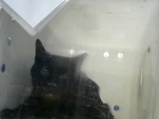 Star - Domestic Short Hair