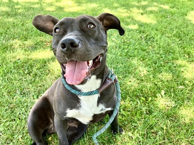 Star - American Pit Bull Terrier
