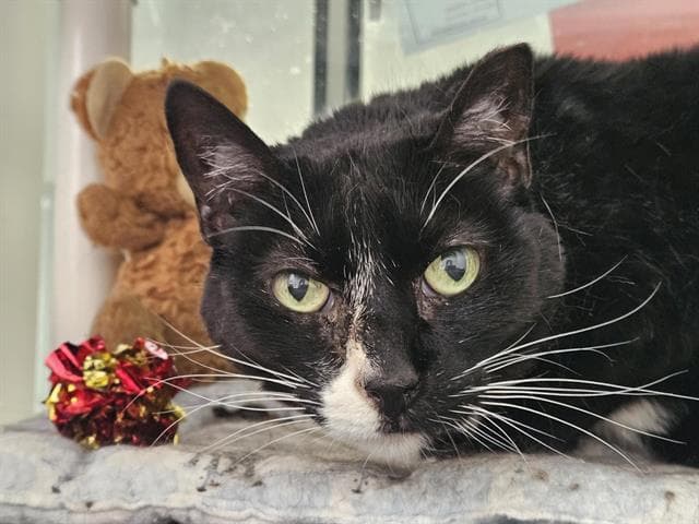 Corky - Domestic Short Hair