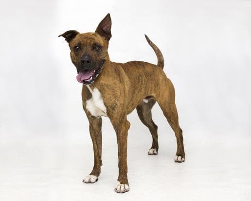 Lucky - American Pit Bull Terrier