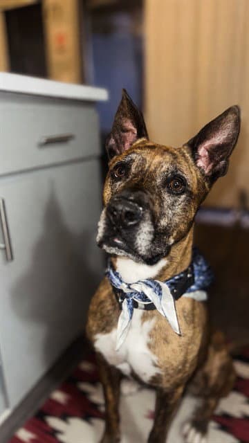 Lucky - American Pit Bull Terrier